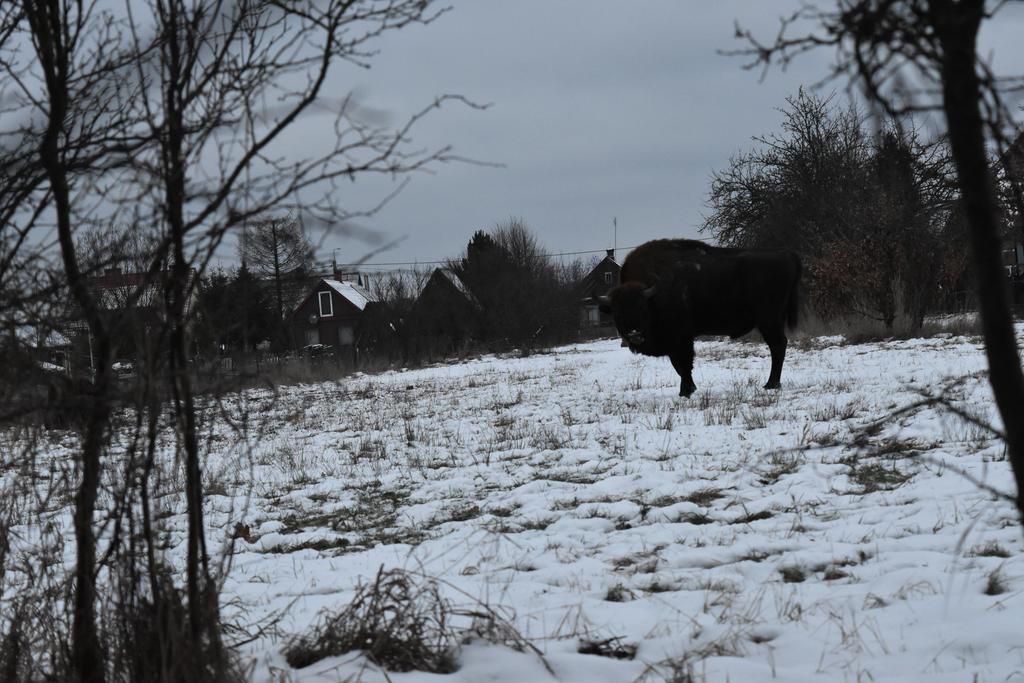 Domek Jaskolka Białowieża 외부 사진